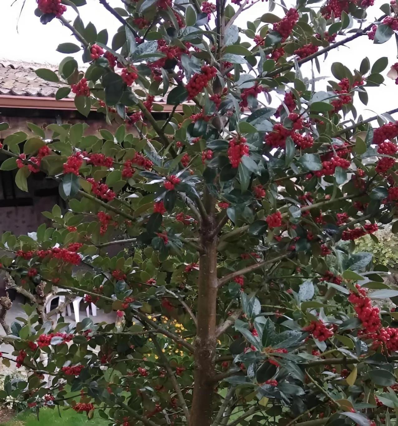 Casa Rural El Fresno Del Abuelo La Cuesta  Exterior foto